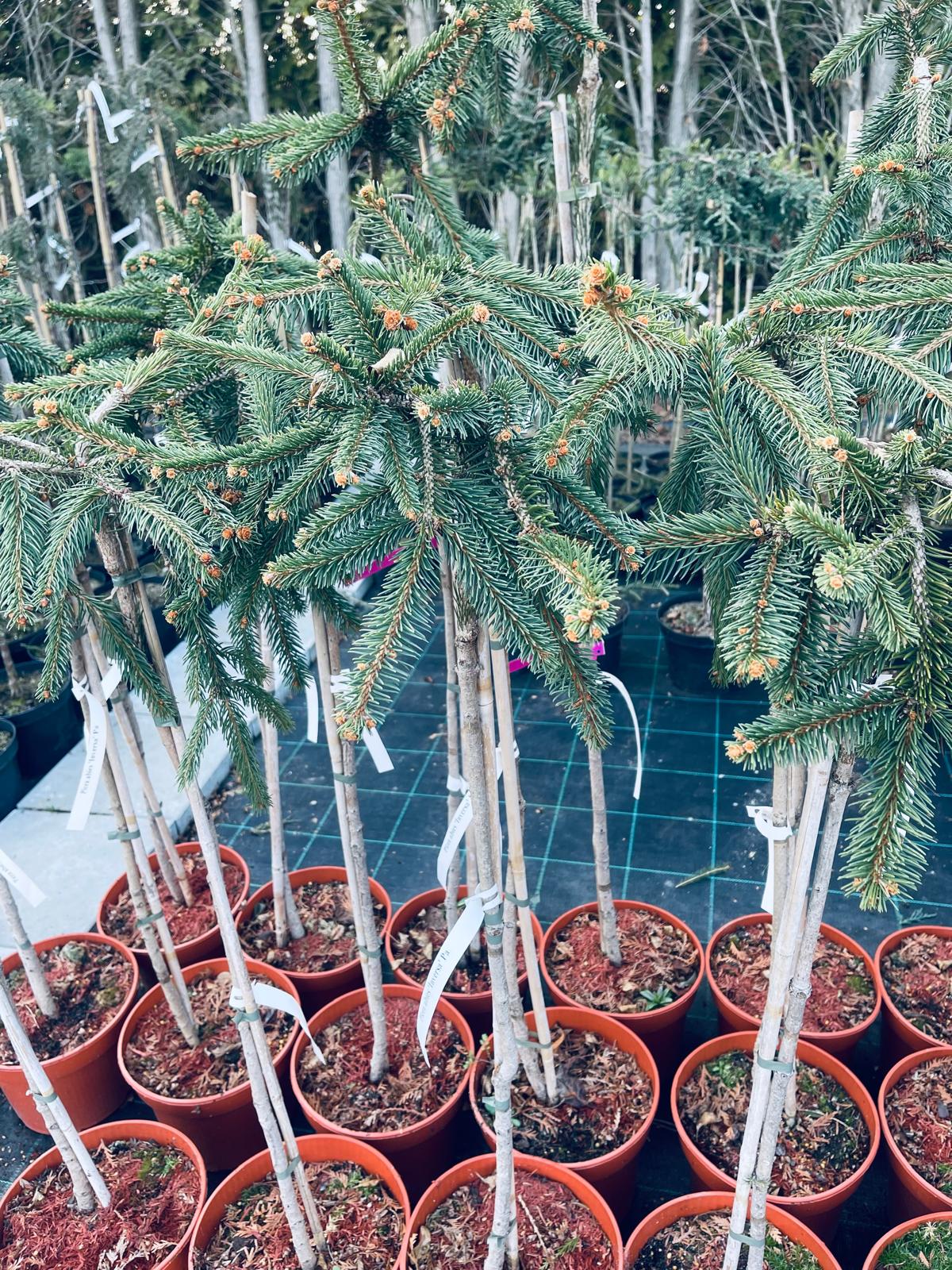 plant025 - Szkółka Ula Milczanowska